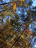 Herbstspaziergang - Herbstwald