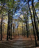 Herbstwald